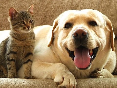Dog Airbnb: 3 Important Tips Before Using - QBClean Edmonds